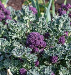 Santee F1 Organic