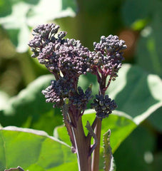 Summer Purple