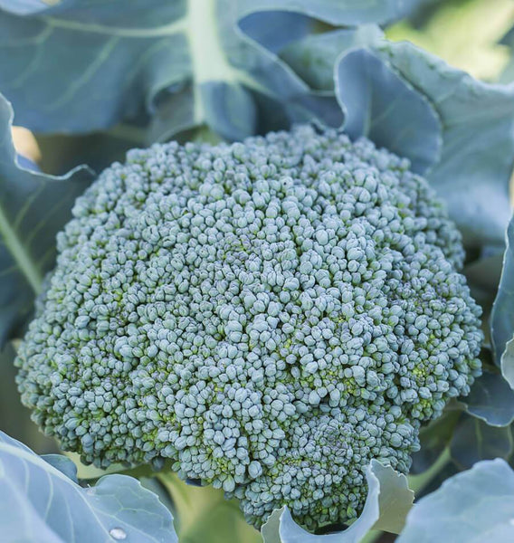 Di Cicco Organic