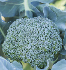 Di Cicco Organic
