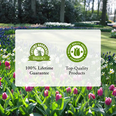 Showtime Bearded Iris Collection
