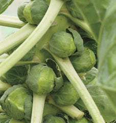Igor F1 Organic
