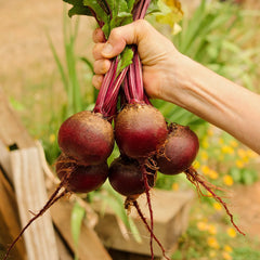 Early Wonder Tall Top Beet