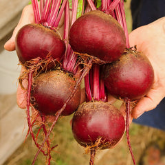 Early Wonder Tall Top Beet