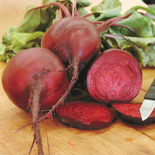 Early Wonder Tall Top Beet