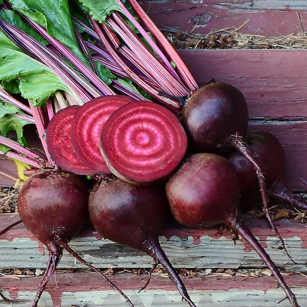 Lutz Green Leaf Beet