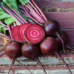 Lutz Green Leaf Beet