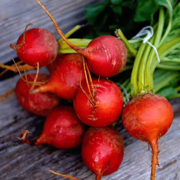 Boldor Beet