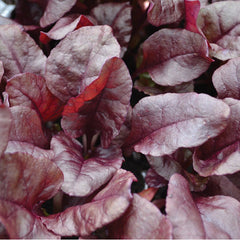 Bulls's Blood Olympia Beet