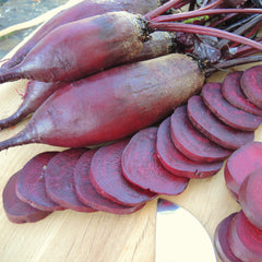 Cylindra Beet