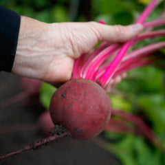 Gemini Beet