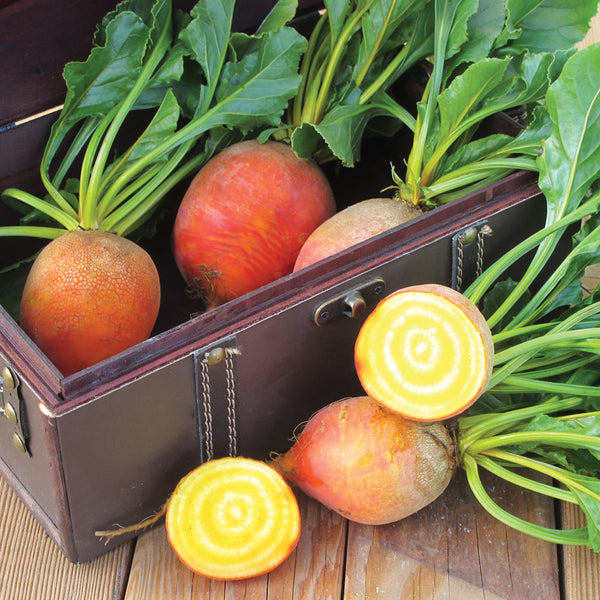 Touchstone Gold Beet
