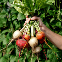 Spring Color Blend Beet