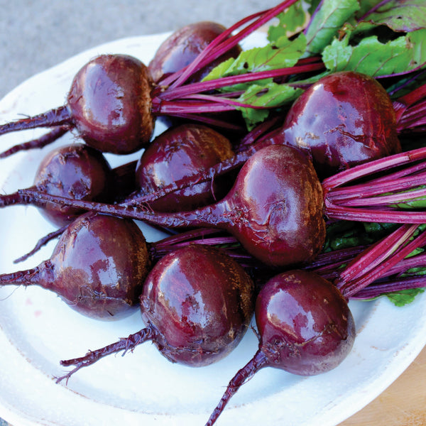 Zeppo Beet