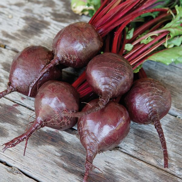 Bohan Beet
