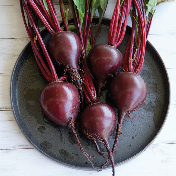 Bresko Beet