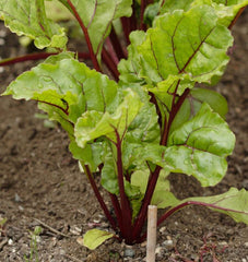 Merlin F1 Organic