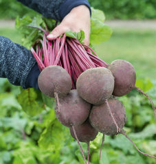 Subeto F1 Organic