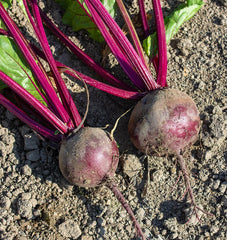 Subeto F1 Organic
