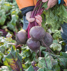 Subeto F1 Organic