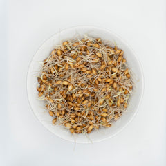 Barley Organic - Seedsplant