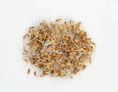 Barley Organic - Seedsplant