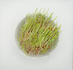 Barley Organic - Seedsplant