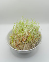 Barley Organic - Seedsplant