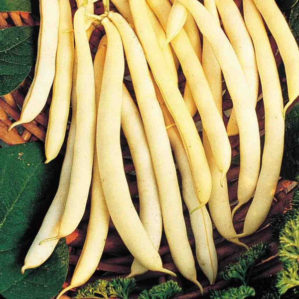 Bean, Cherokee Wax Heirloom Seeds, 22.8g