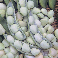 Bean, Lima Fordhook Seeds, 22.8g