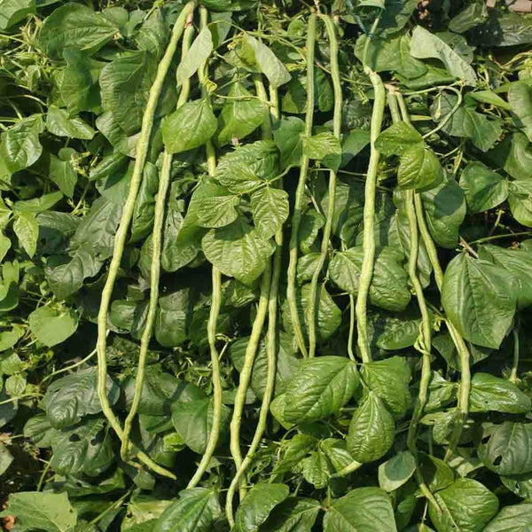 Bean, Orient Wonder Seeds, 4.4g