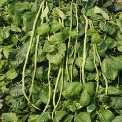 Bean, Orient Wonder Seeds, 4.4g