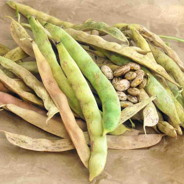 Bean, Pinto Seeds, 22.8g
