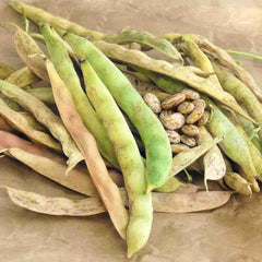 Bean, Pinto Seeds, 22.8g