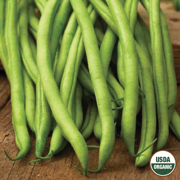 Bean, Blue Lake Stringless Pole Organic Seeds, 17.5g