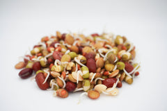 Bean Salad Organic - Seedsplant
