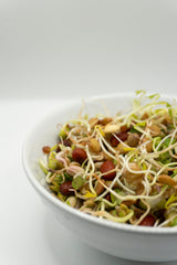 Bean Salad Organic - Seedsplant