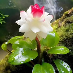 Rare Fortune Lotus