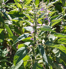 Black Sesame - Seedsplant