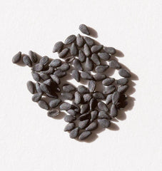 Black Sesame - Seedsplant