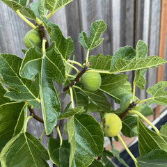 Black Mission Fig