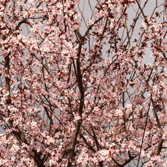 Black Tartarian Cherry Tree