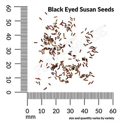 Rudbeckia Hirta, Black Eyed Susan Seeds, 200mg