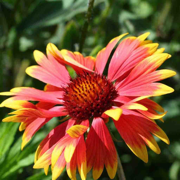 Gaillardia Aristata, Blanketflower Seeds, 300mg