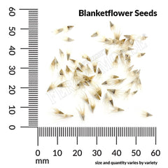 Gaillardia Aristata, Blanketflower Seeds, 300mg