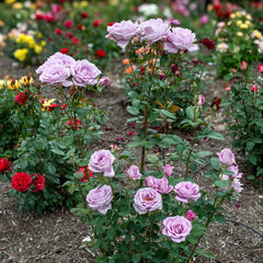 Blue Girl Hybrid Tea Rose Plant