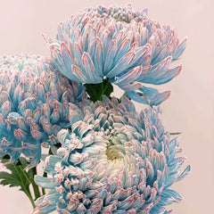 Rare Peony Chrysanthemum