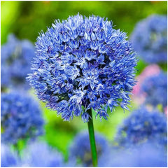 Garden Outdoor Giant Allium Giganteum Beautiful Flower Seeds Bonsai Plant Seeds