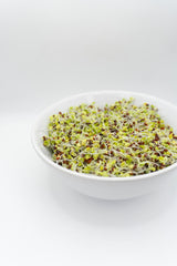 Broccoli Organic - Seedsplant