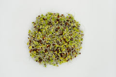 Broccoli Organic - Seedsplant